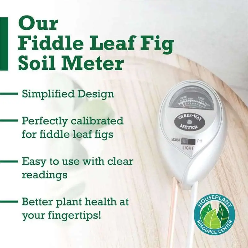 Fiddle Leaf Fig Plant Food Moisture Meter