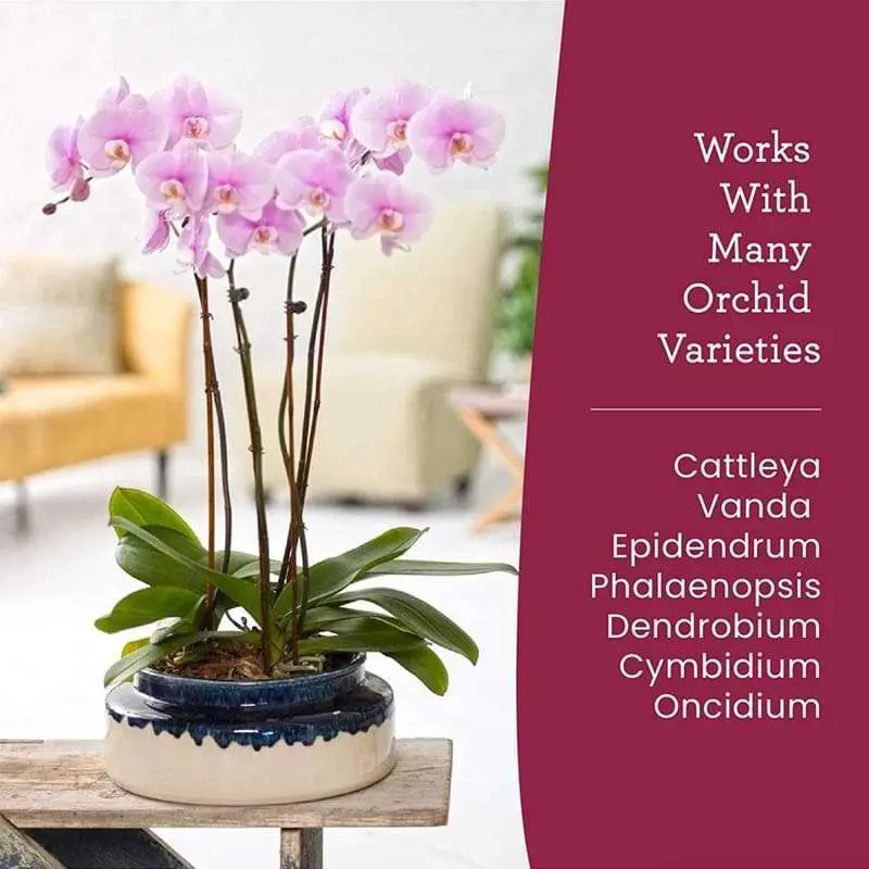 Premium Orchid Food