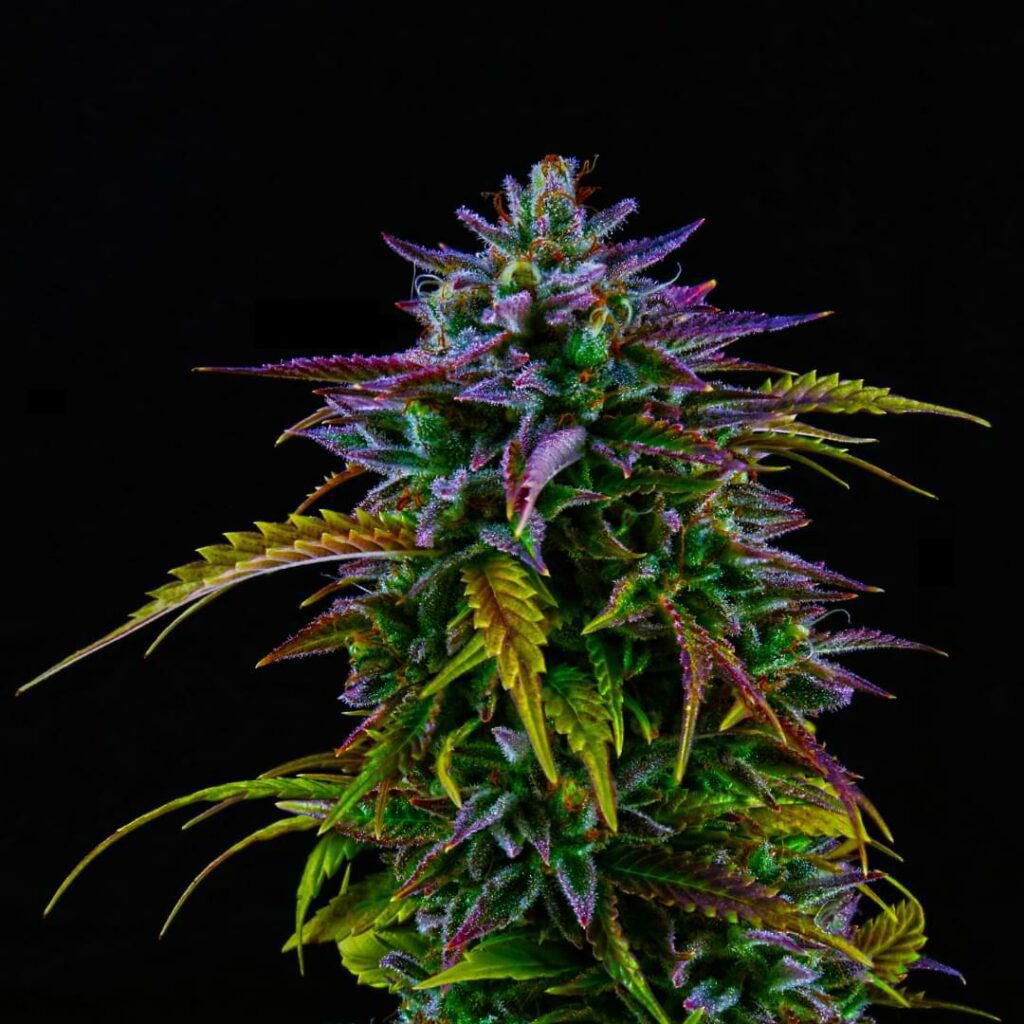 Rainbow Belts might be the 50/50 hybrid strain of your dreams. Rainbow Belts has tons of rave reviews, and it’s moderately easy to grow.