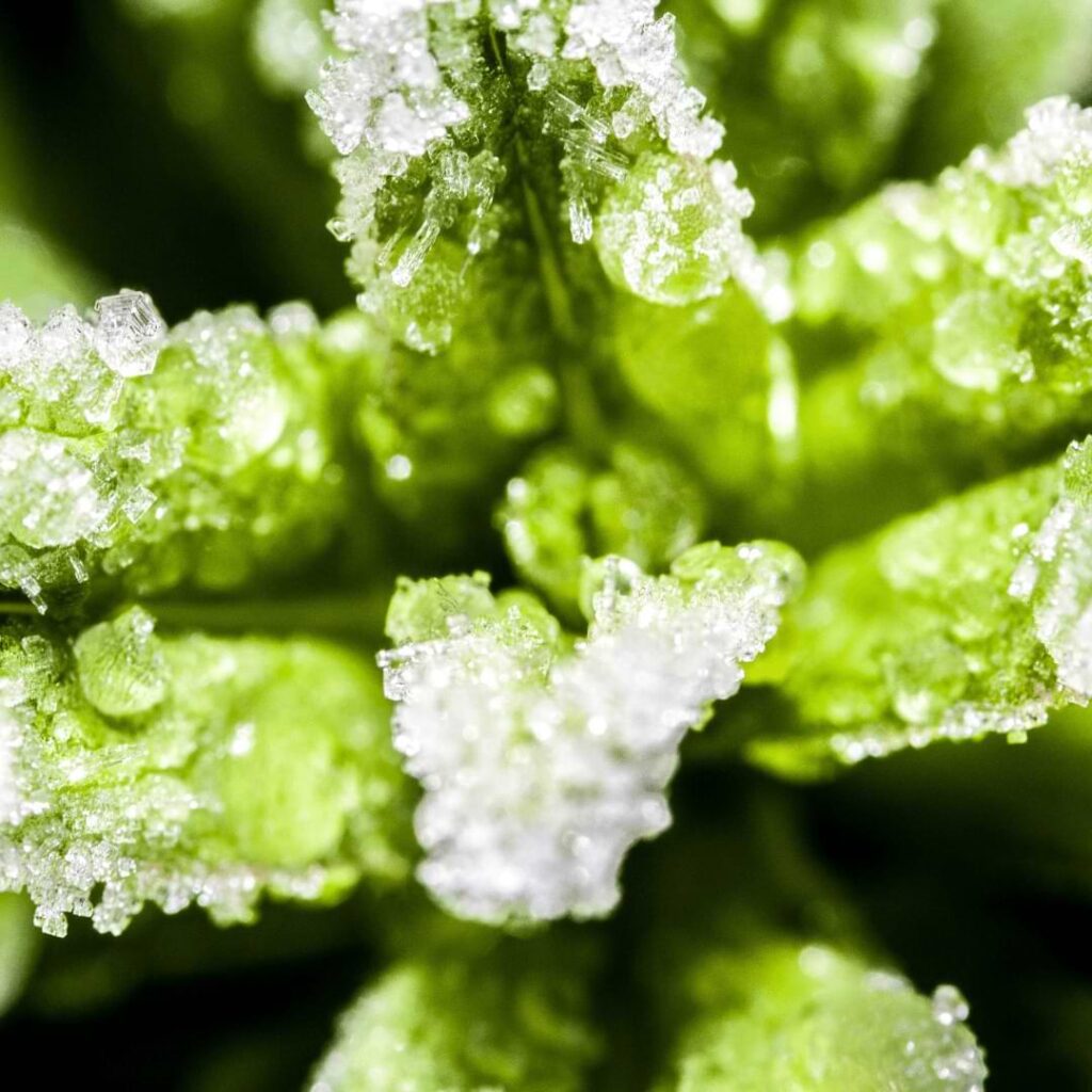 When freezing weed, it’s best to place it in a strong plastic and use a vacuum sealer to take away the oxygen and prevent trichomes from degrading.