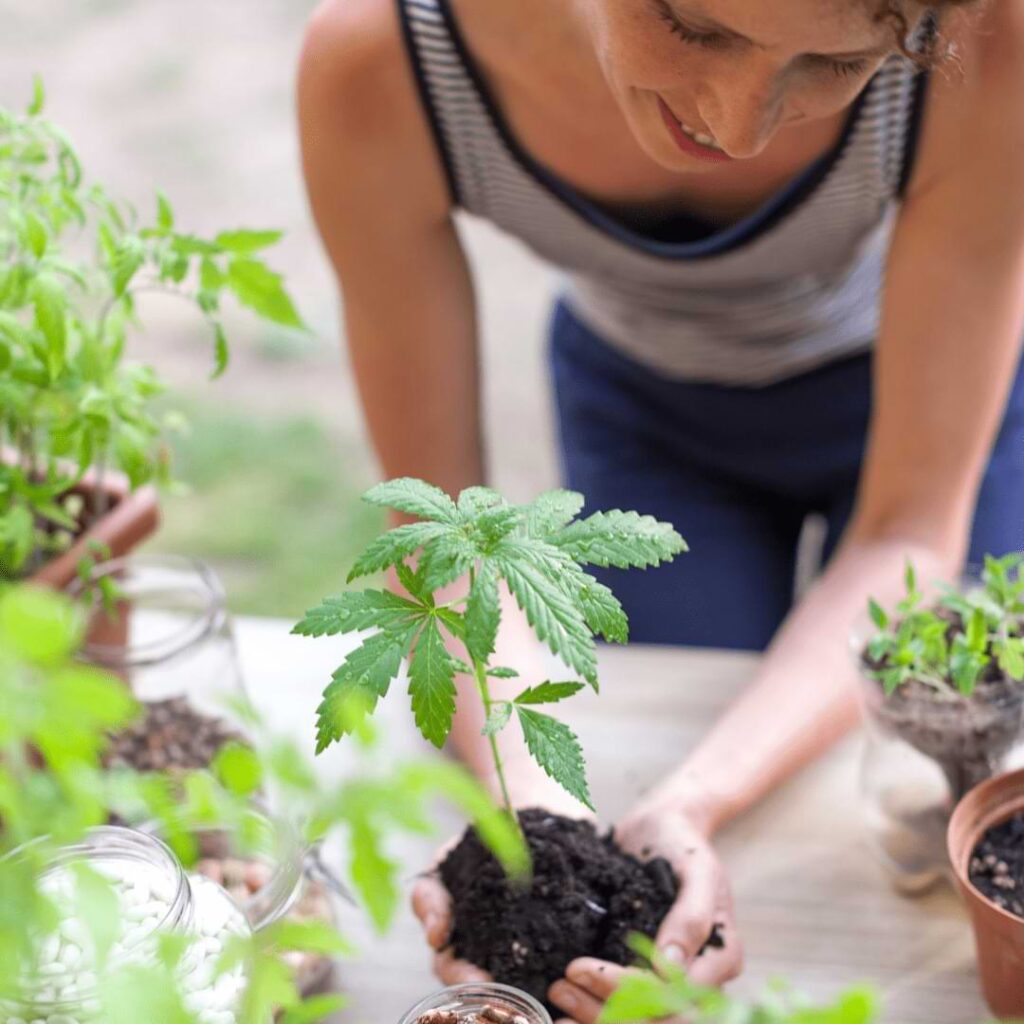 We’ll explain in-depth in this article about cannabis when to transplant and how to tell if they’re ready. Learn more now.