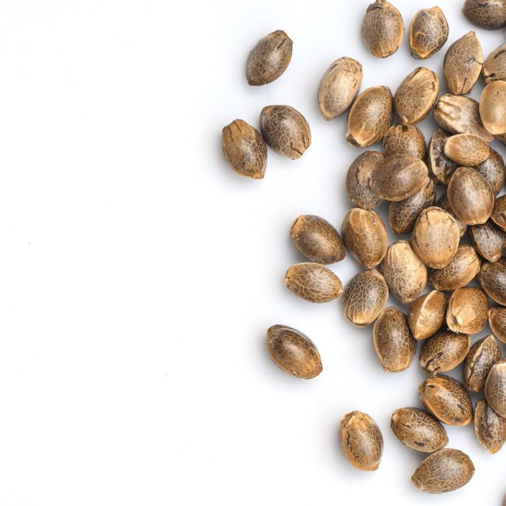 When you store cannabis seeds, they can last a long-time with the proper storage methods.