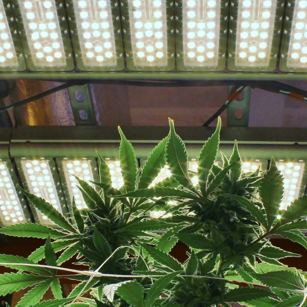 If you’re a new grower, you may wonder how many watts per weed plant of lighting you need. Read on to find out!