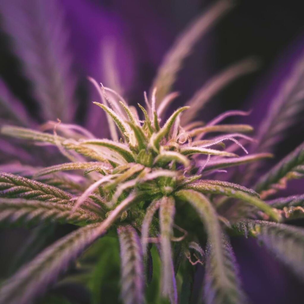 The presence of cannabis strains with purple stems can either be due to the genetic strain or an issue with the cannabis plant.