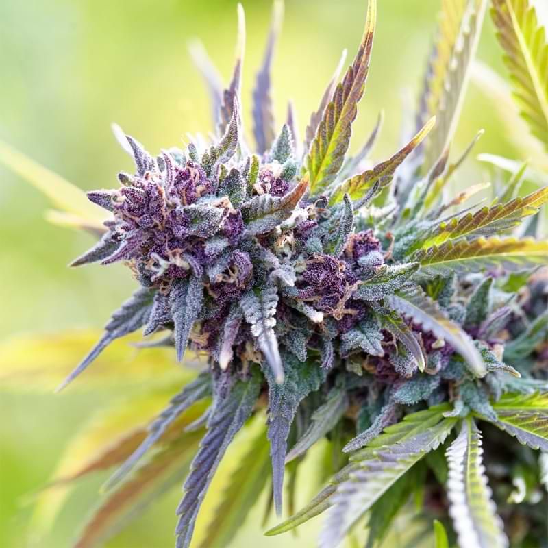 Want to grow a weed with 30% to 38% THC? Read the Marijuana Resource growing guide to the Brownie Scout strain and get all the THC you need for a potent high.
