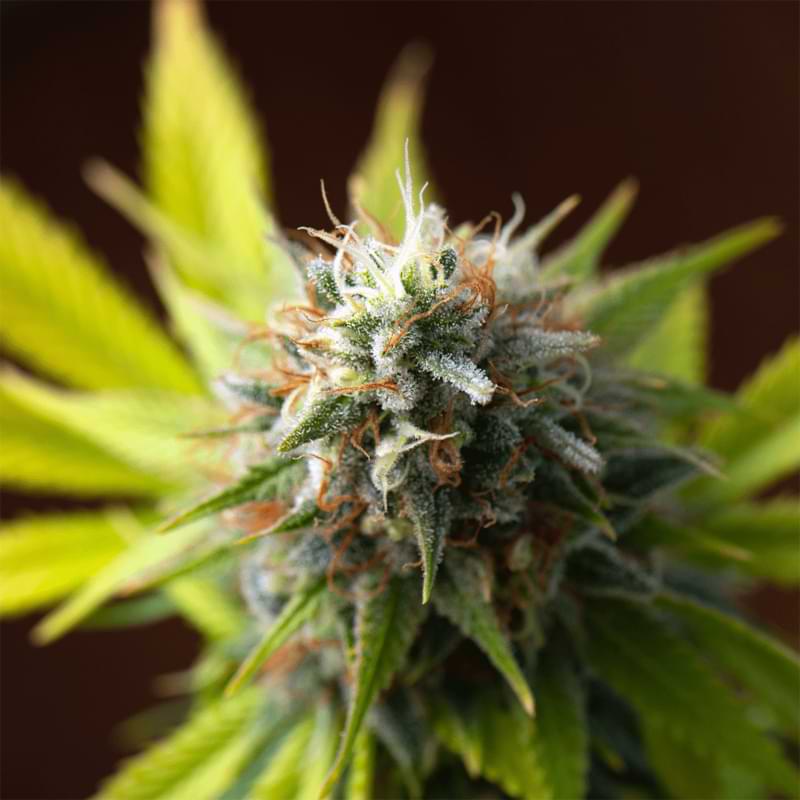 Tired of feeling tired? Check out the Marijuana Resource center guide to Ice Cream Man strain - the best weed for combating the effects of chronic fatigue.