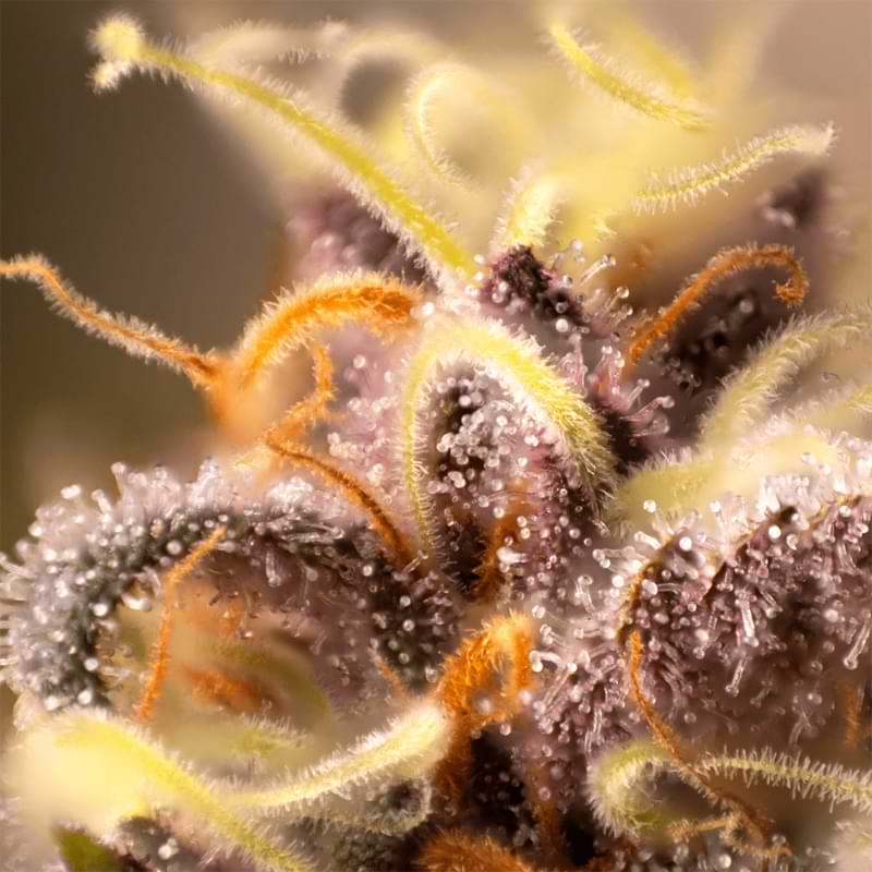 Need a laugh to chase your blues away? Read how the Purple Platinum strain can turn your frown upside down.