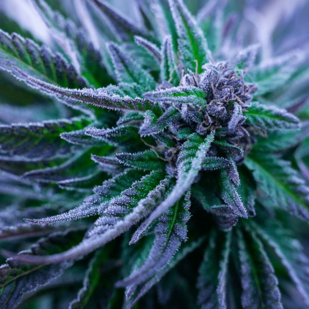 Need a laugh to chase your blues away? Read how the Purple Platinum strain can turn your frown upside down.