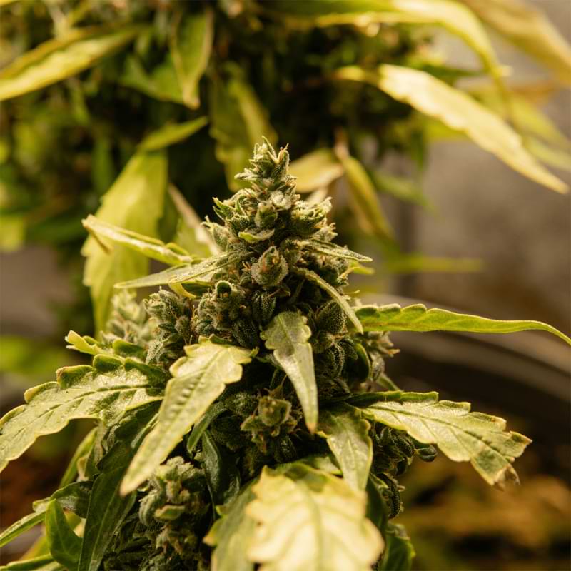 Tropical Cookies strain has gained the attention of several individuals due to the flavor profile and compounds it contains.
