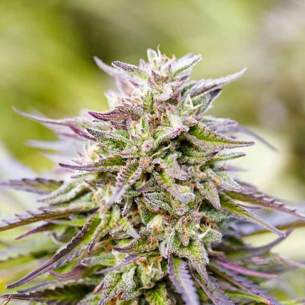 Trouble getting your hybrid plants to grow? Read our guide and learn how to grow hybrid plants like the Cherry Diesel strain and more!