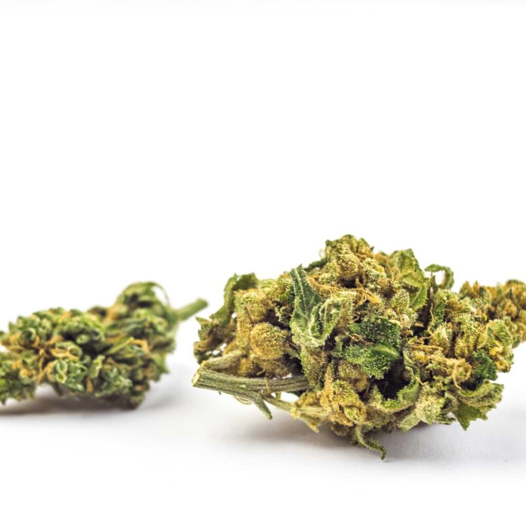 In this article, we will explore the disparities between dense buds vs. airy buds and shed light on which ones may suit your preferences best.