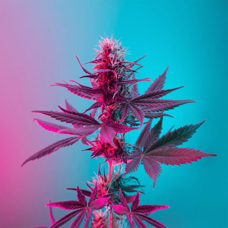 The Jolly Rancher strain comes from Northern California and is a hybrid cannabis flower combining Tang Tang, Freedom Baby, and Jack the Ripper strains that require quite a bit of labor in growing the flower.