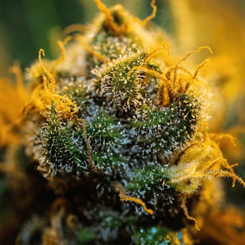 Lemon Gelato, is a cannabis flower strain providing users with an easygoing attitude and soothes an individual's mental chatter.