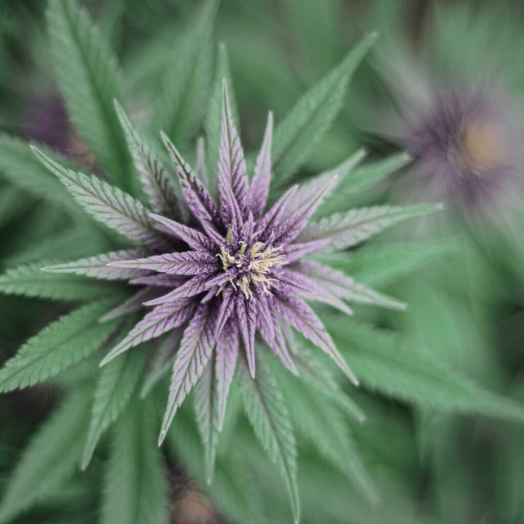 Switch to bloom nutrients outdoors for cannabis when they begin to flower around the start of summer. Learn more in this blog post.