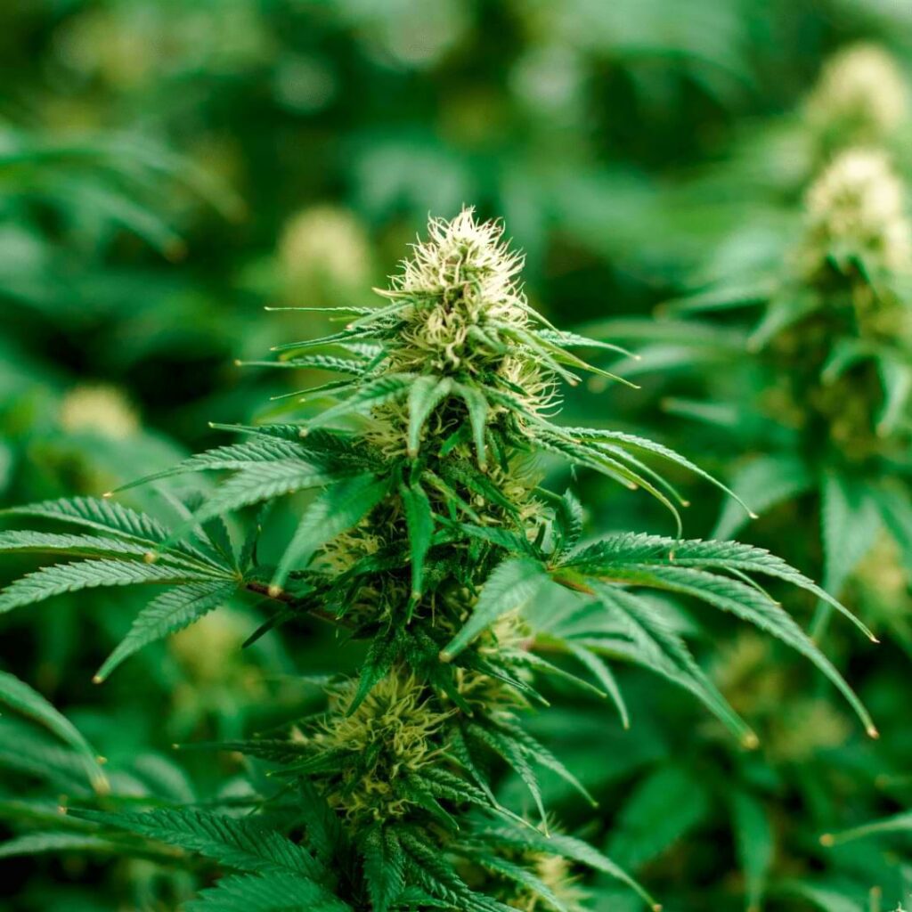 Defoliate Autoflower Cannabis Plants The Right Way