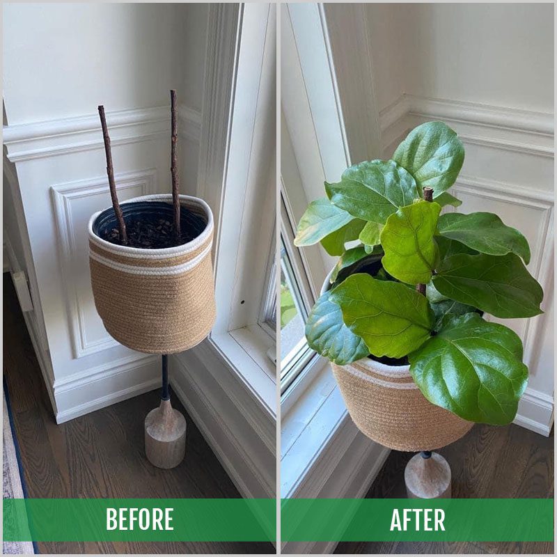 Fiddle Leaf Fig Rescue Drops 4
