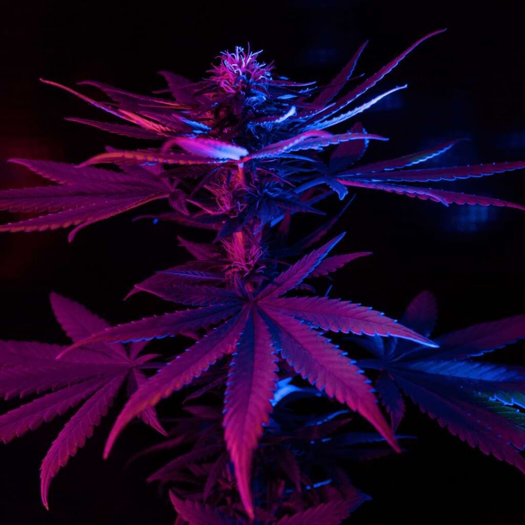 Compact fluorescent lighting or CFLs are good beginner lights for growing cannabis plants and go well in a small space.