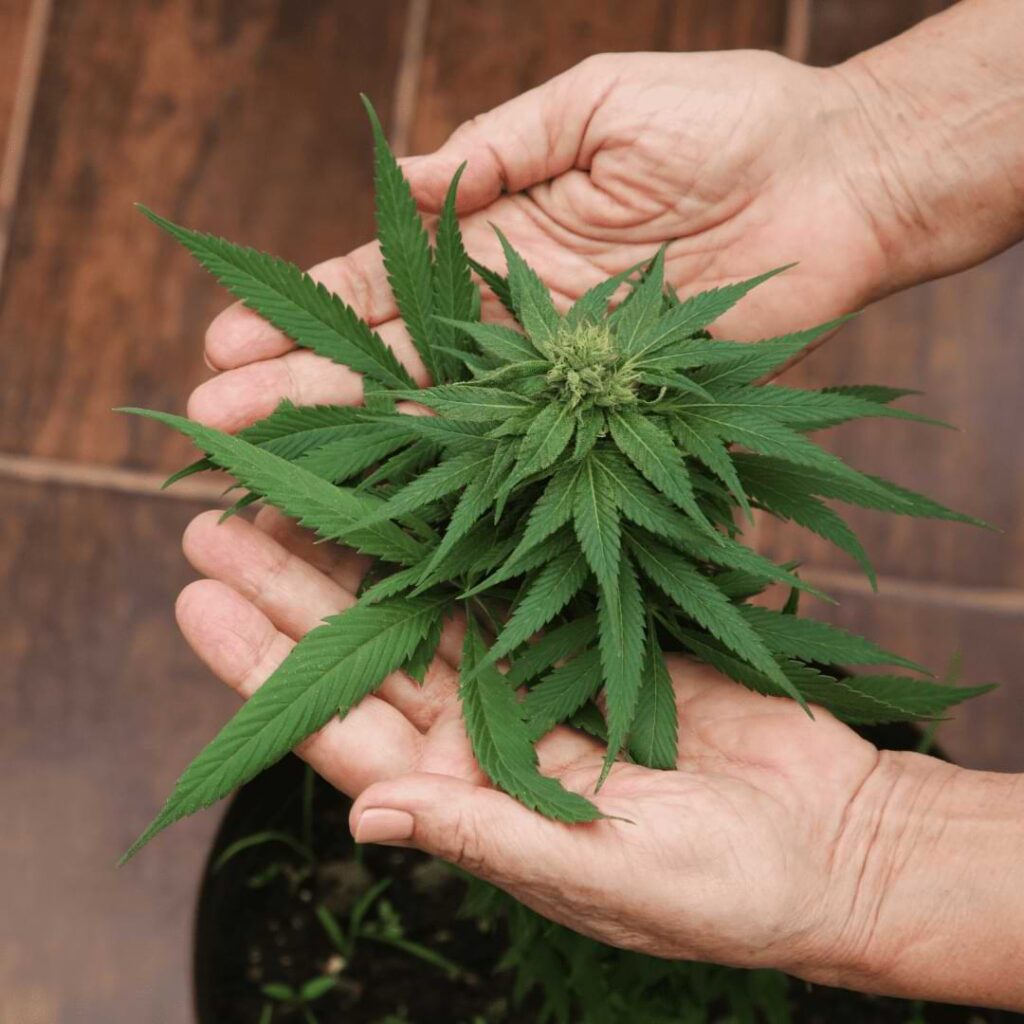 You can grow weed indoors without a tent, but you may have lower-quality buds and need to take extra precautions to keep pests away.