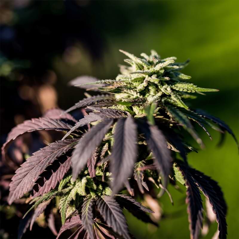 When growing cannabis plants for the first time, you may wonder when does flowering start outdoor for your cannabis plants.