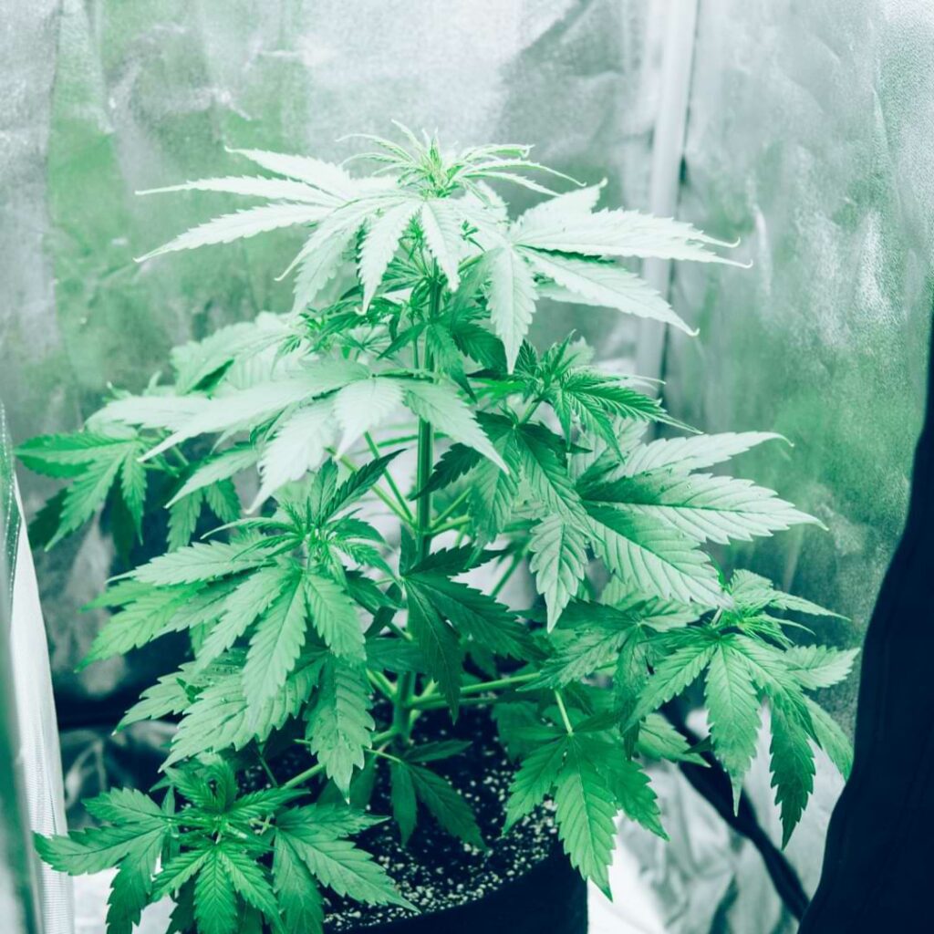 Using air conditioning for grow tent, can support the air circulation in your grow room, maintain humidity levels, and give you maximum yields.