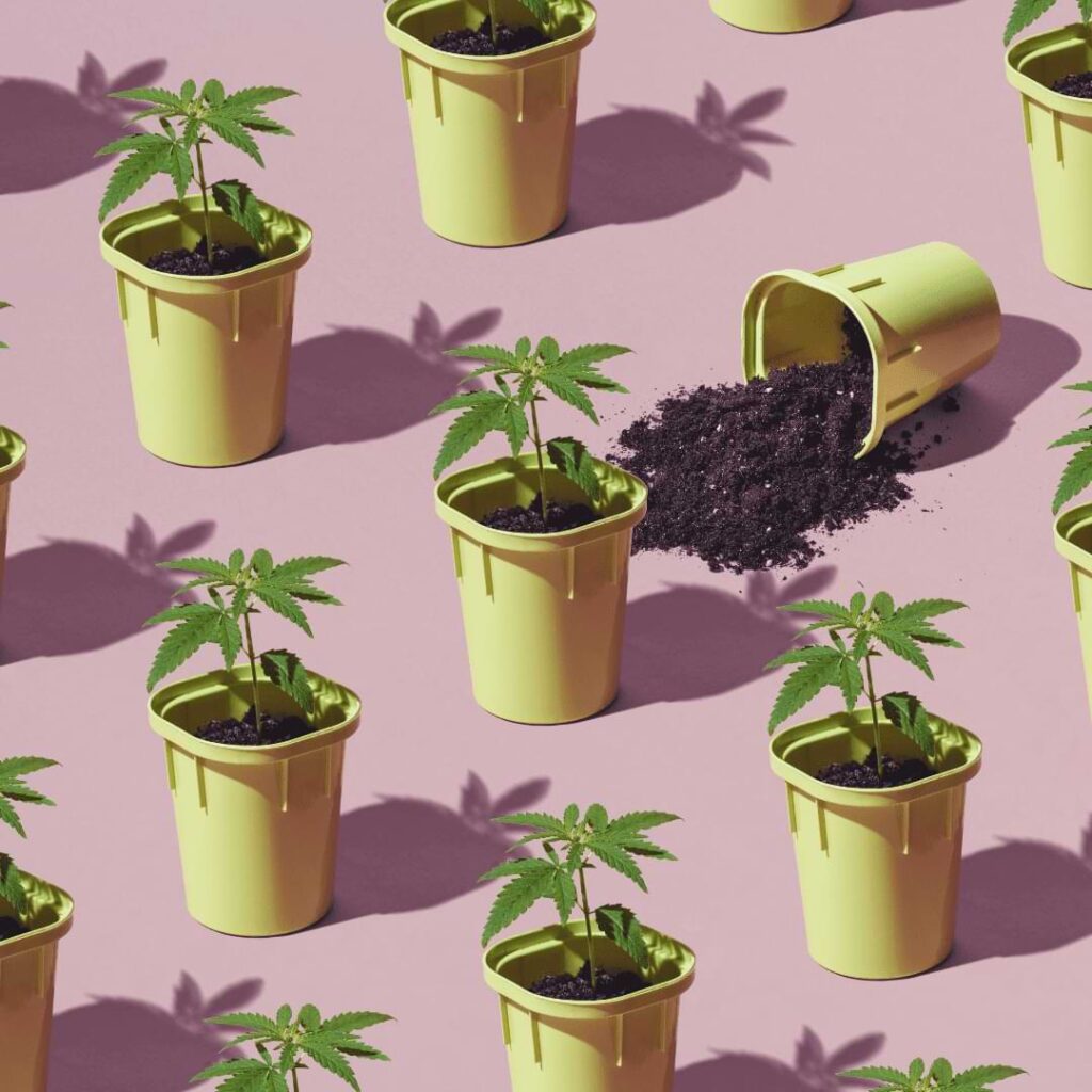 Transitioning cannabis plants indoors and moving outdoors gives them strength and vigor, building a sturdy foundation. Learn more in this guide.