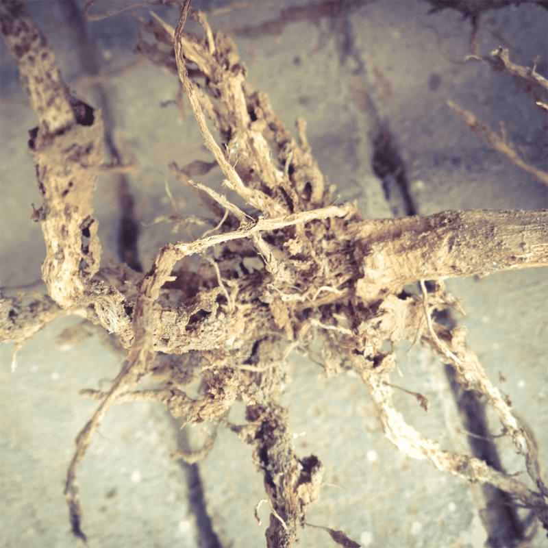 Root rot plagues cannabis and gives the appearance of droopy, yellow coloration, stunted growth, wilting leaves, curled leaves, and clawed leaves.