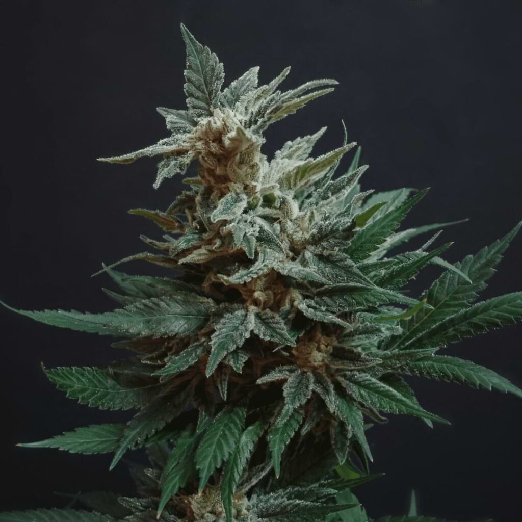 An excess of CalMag can lead to unforeseen complications on your cannabis plants that you don’t want. Learn more about Calmag and your plants.