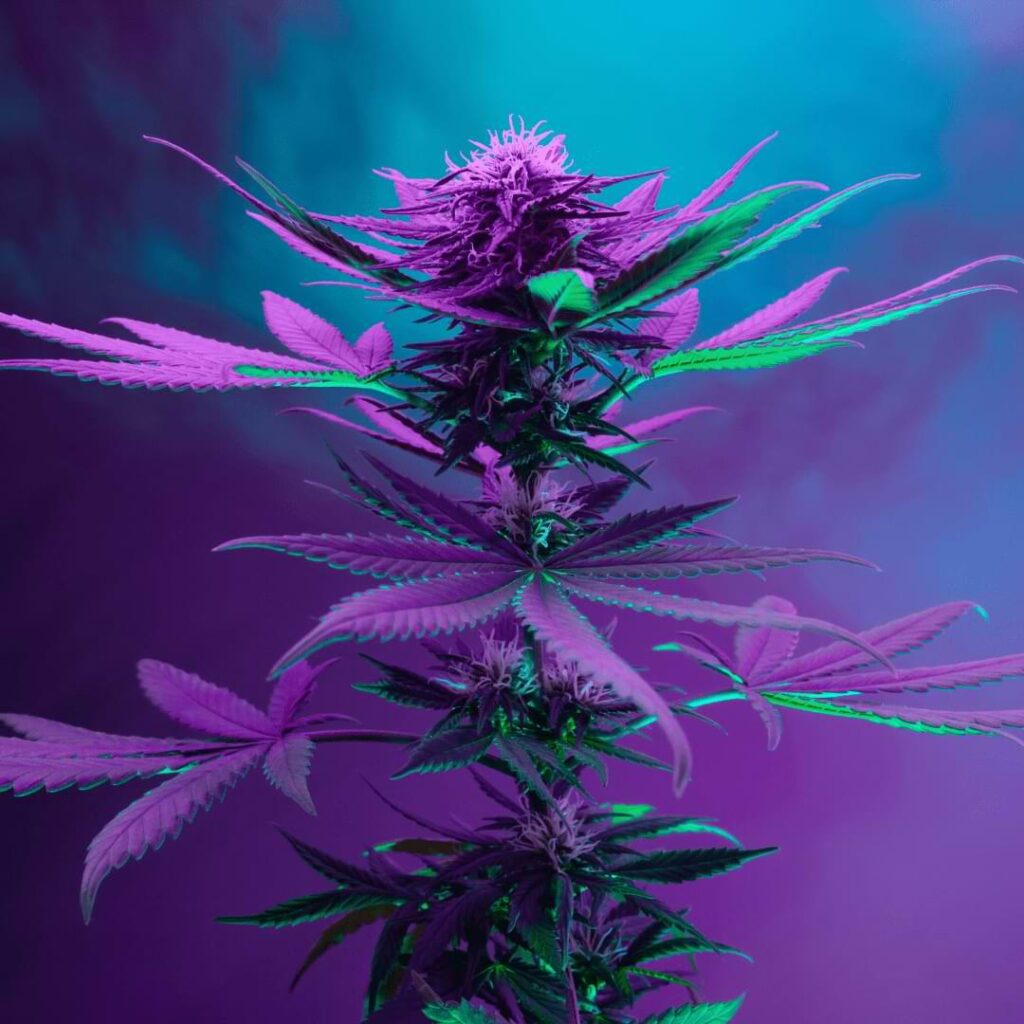 In this comprehensive guide, we'll walk you through the essential steps and considerations for successfully growing autoflowers with LED lights.