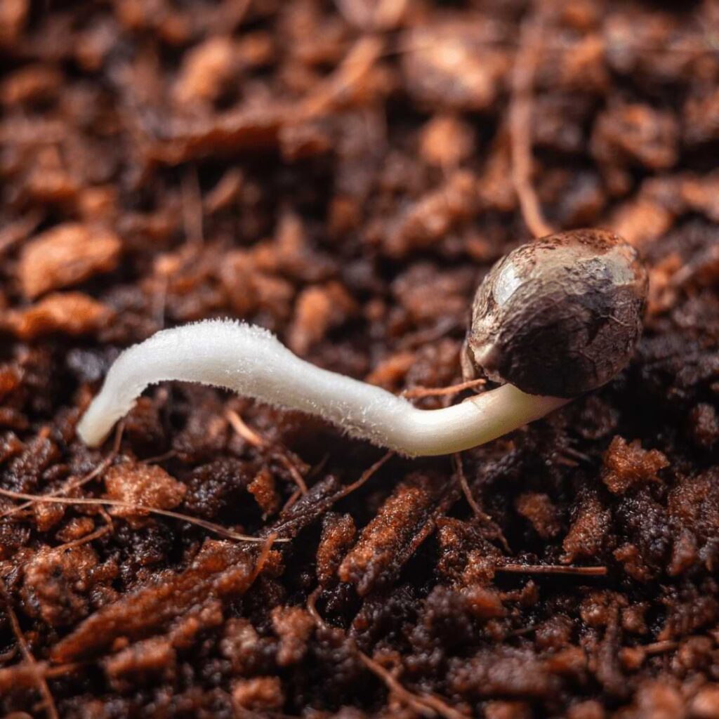 Typically, cannabis seeds can break through the surface within 2 to 4 days after planting. Learn more in this comprehensive guide.