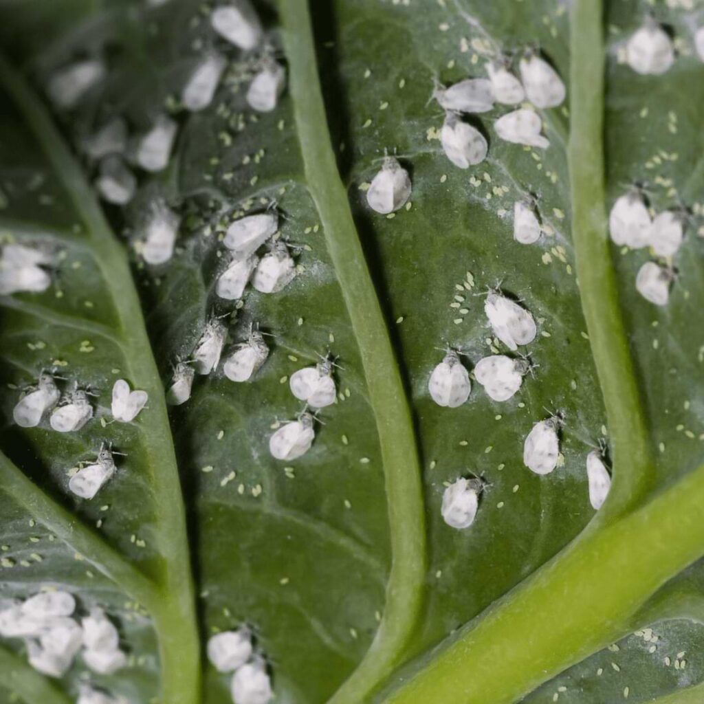 A relative to the aphid insect, whiteflies on cannabis can occur if you're not taking extra care or attention to growing your plants.