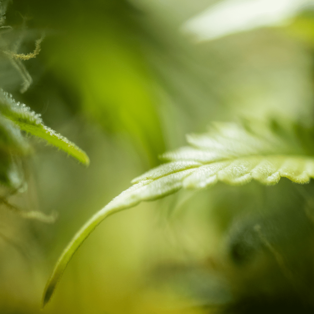 Black spots on fan leaves occur when the cannabis plants have a nutrient deficiency, an imbalance in pH, pests, and or contain a fungal disease.