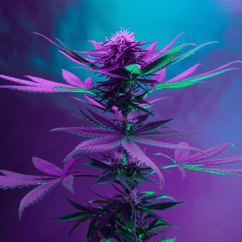 In this comprehensive guide, we'll walk you through the essential steps and considerations for successfully growing autoflowers with LED lights.