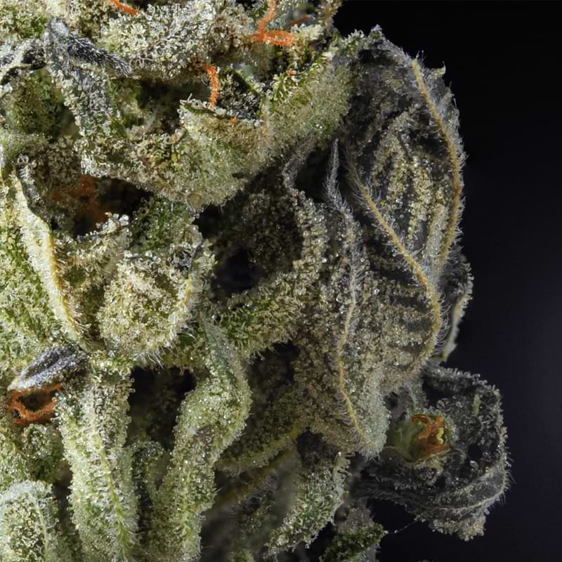 In this article, we will explore the disparities between dense buds vs. airy buds and shed light on which ones may suit your preferences best.