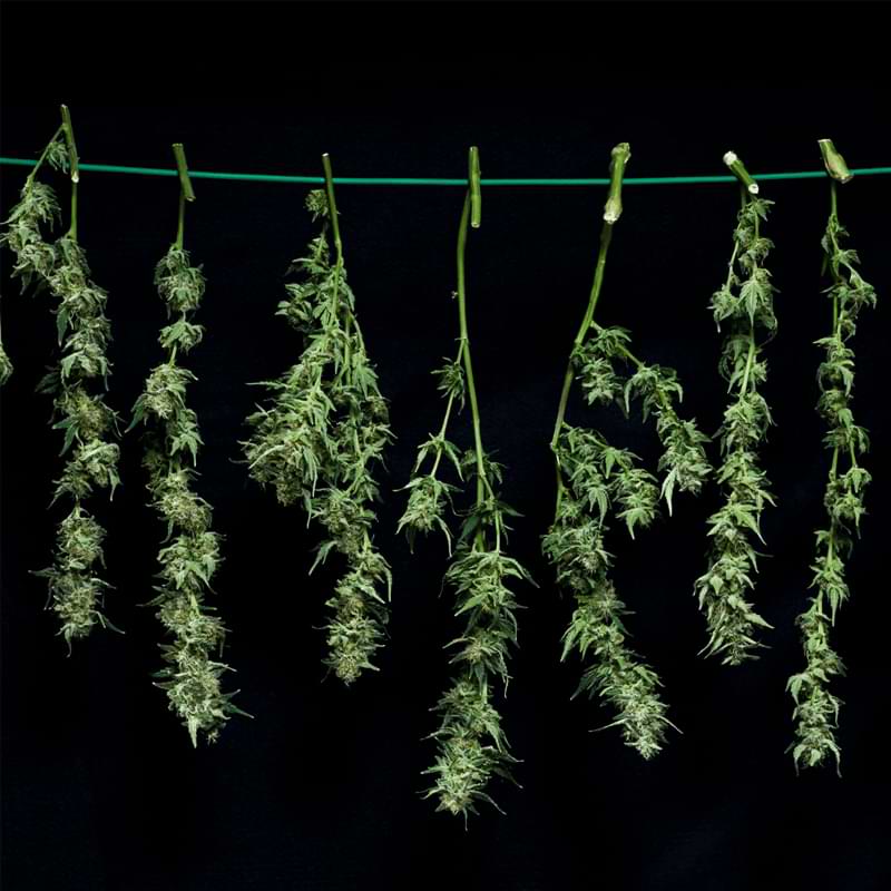 When drying cannabis in a tent, you must harvest plants, prepare your grow tent, hang buds, monitor drying, and move the buds to the curing stage.