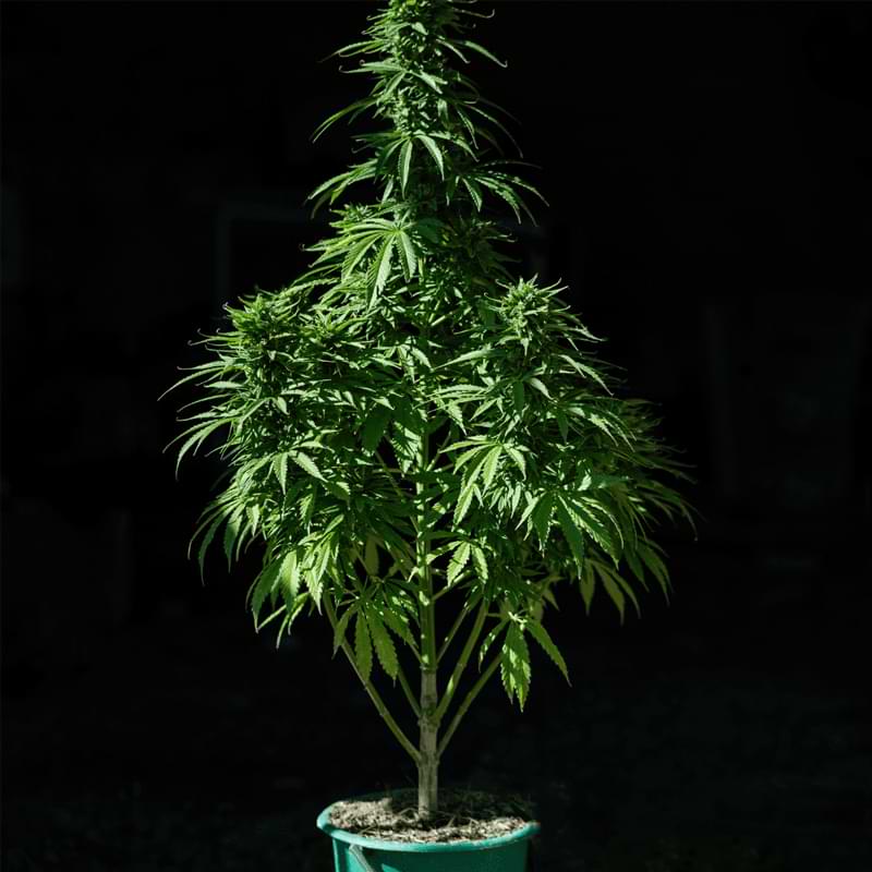 When growing autoflowers outside, make sure to pick a good location with direct sunlight, prepare quality soil with a good pH level, and water them properly.