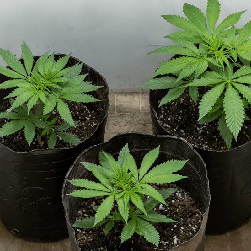 Transitioning cannabis plants indoors and moving outdoors gives them strength and vigor, building a sturdy foundation. Learn more in this guide.