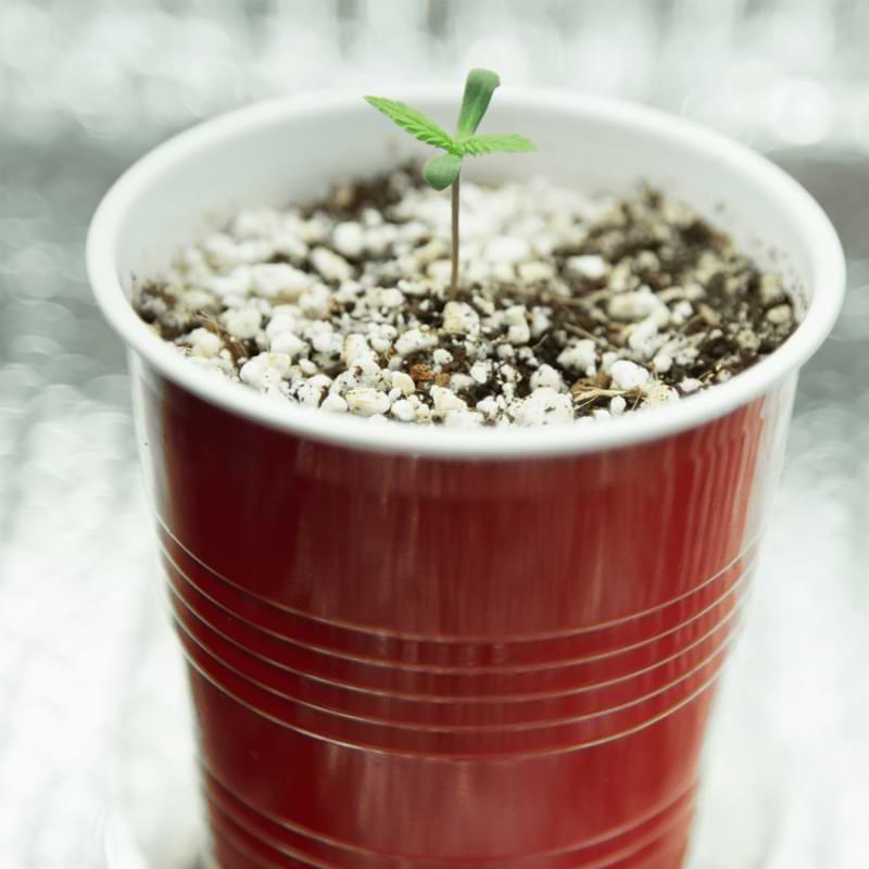 When you spot underwatered seedling for cannabis, they will show dehydration and dry soil. Learn more about what to do with underwatered plants.