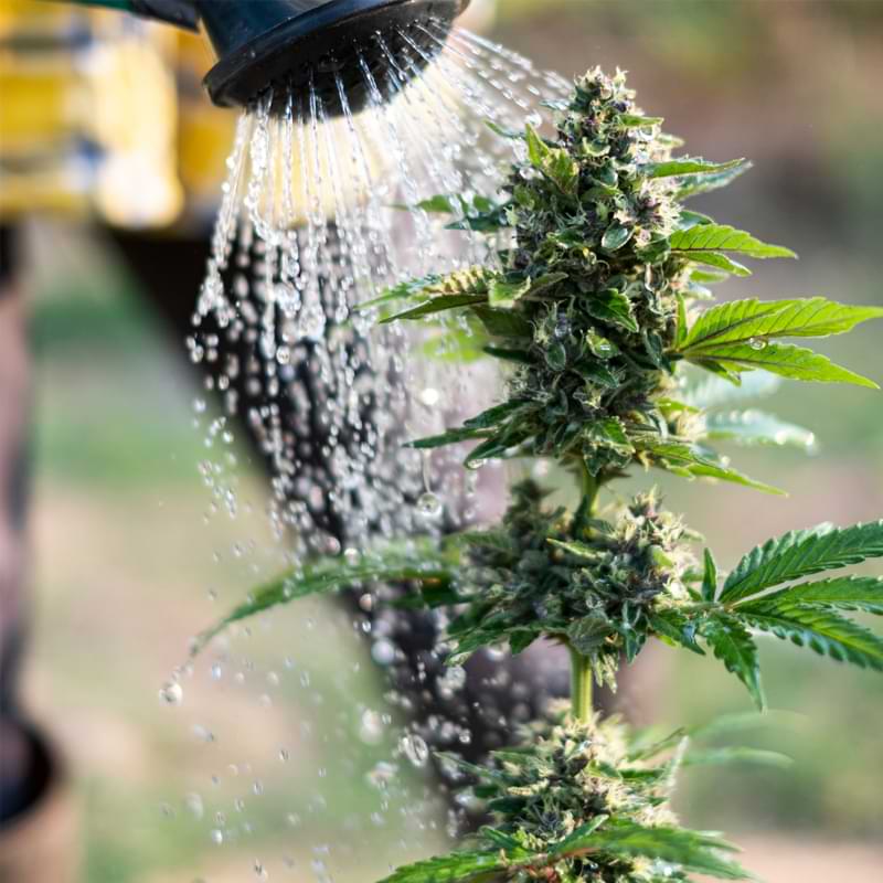 water deprivation before harvest 2