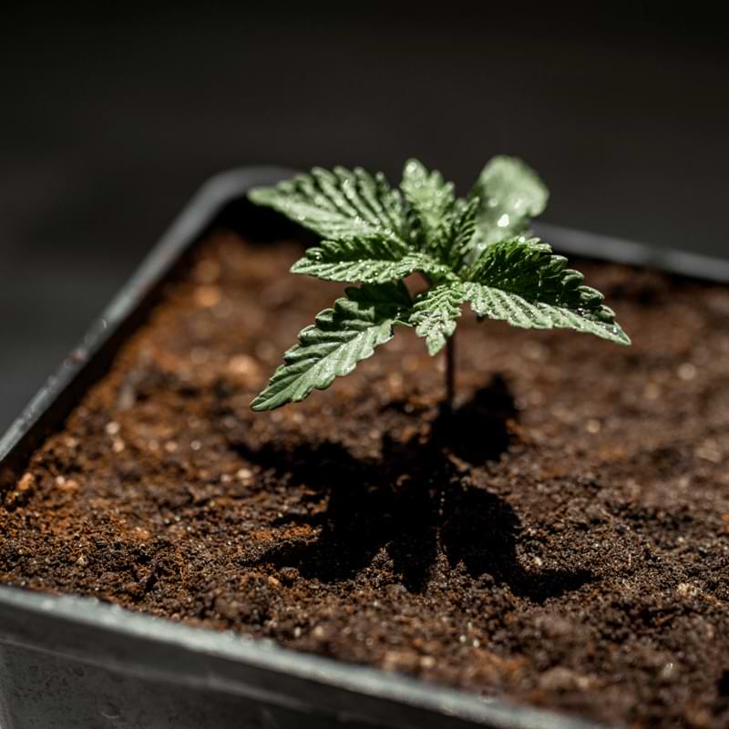 Put cannabis seedlings under LED lighting within the sprout of the first seed. They grow quickly and straight up to receive their first touch of light.