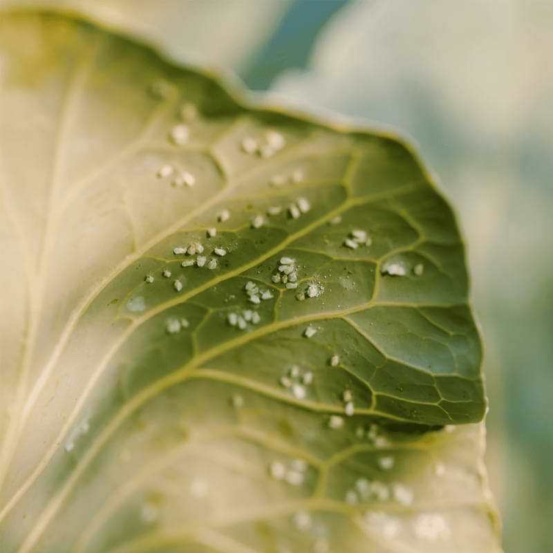 A relative to the aphid insect, whiteflies on cannabis can occur if you're not taking extra care or attention to growing your plants.