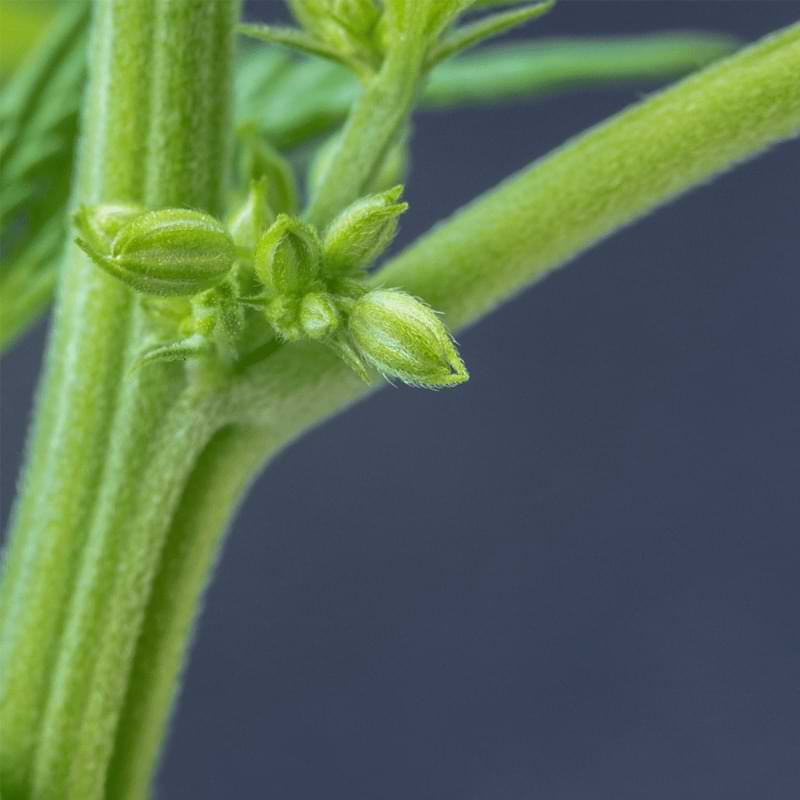 Knowing how to spot calyxes vs pollen sacs early, can give you insight on growing cannabis plants to avoid growing hermaphrodite plants.