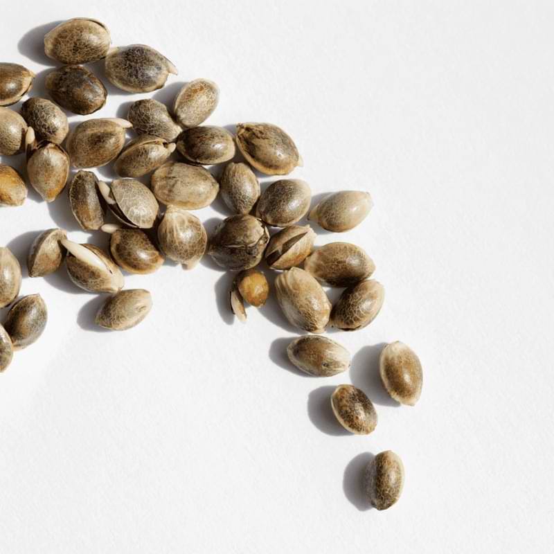 When you store cannabis seeds, they can last a long-time with the proper storage methods.